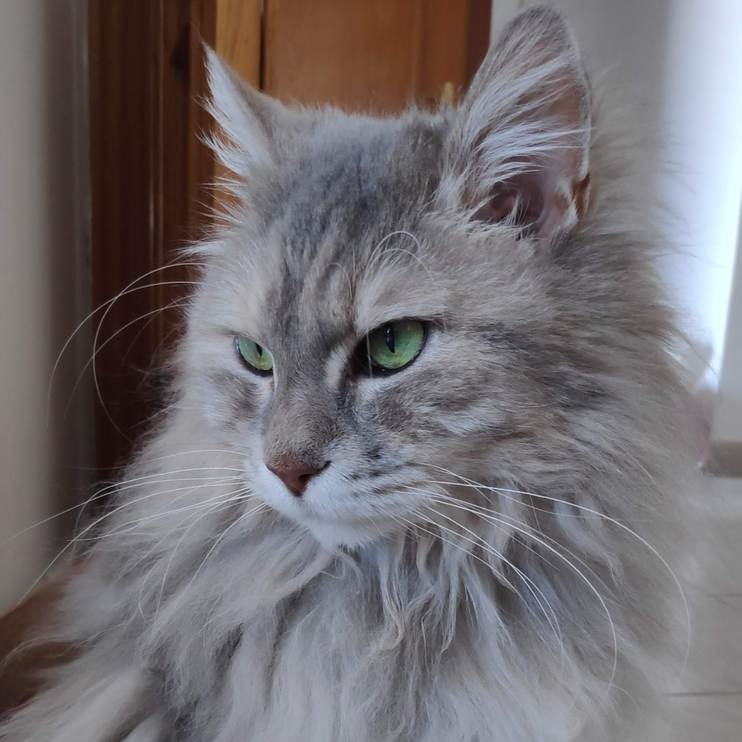 Featured image (legacy)