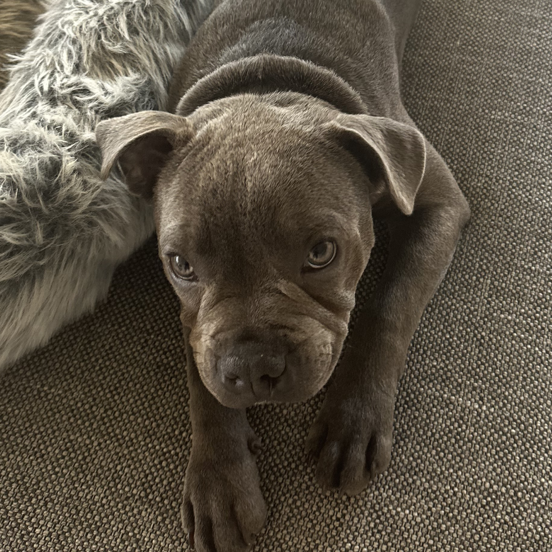 Featured image (legacy)